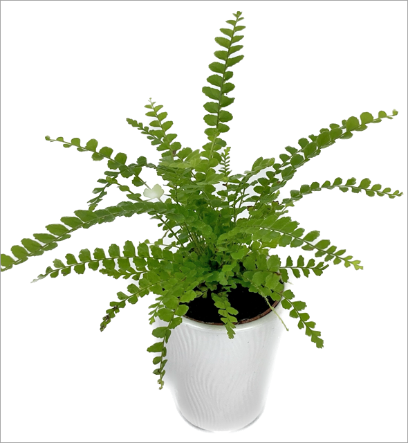 Lemon Button Fern